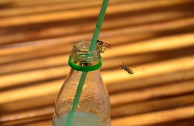 Thirsty wasps attracted by soft drink.