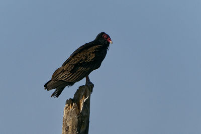 Low angle view of bird perching on wooden post against clear sky