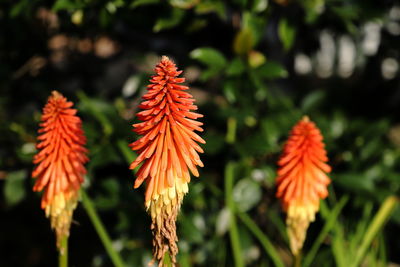 Close-up of red flowering plant