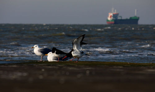 Seagulls on beach