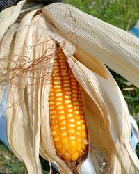 Close-up of corn