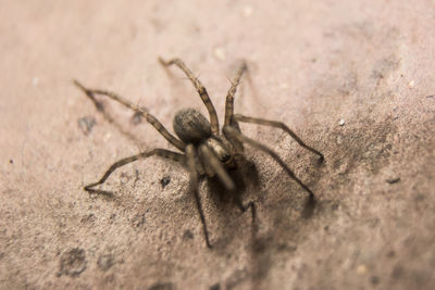 Close-up of spider