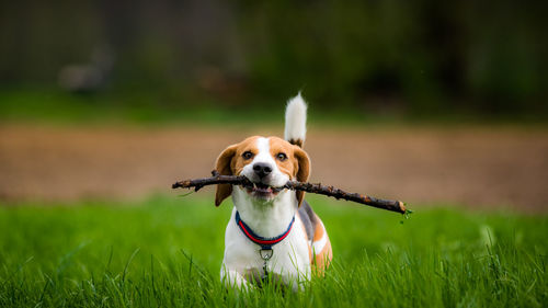 Dog running on grass