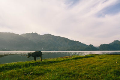 A carabao on the banks of malubog lake, cebu