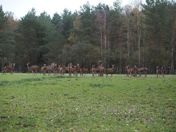 Sheep grazing on field