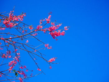 Low angle view of cherry blossom against blue sky