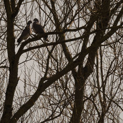 Low angle view of bird perching on bare tree against sky