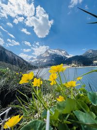 Yellow flowering plants by land against sky