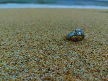 Close-up of insect on sand