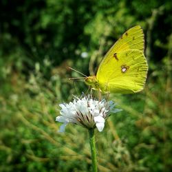 Close-up of butterfly on flower