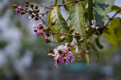 Close-up of purple flowers on branch