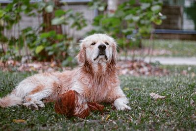 Portrait of dog on grass