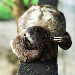 Close-up of sloth sleeping on branch