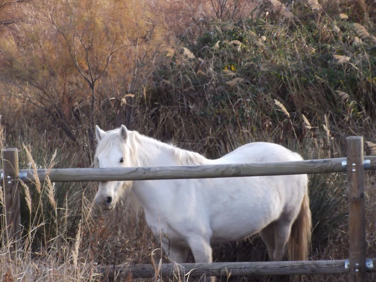 Cavalls de la camarga