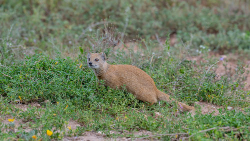 yellow mongoose