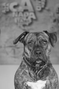 Close-up portrait of dog looking at camera