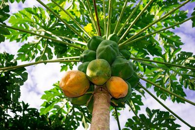 Low angle view of fruits growing on tree