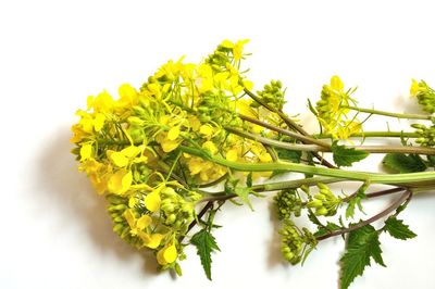 Close-up of yellow flowering plant against white background