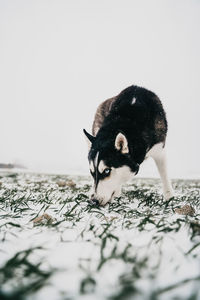 Husky dog on snowdrifts in meadow with tongue out looking at camera in winter day under gray sky in nature
