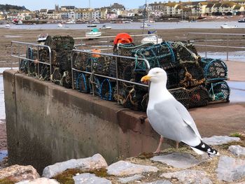 Seagull perching on railing at harbor