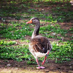 Bird on field