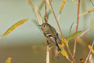 Close-up of a bird perching on plant