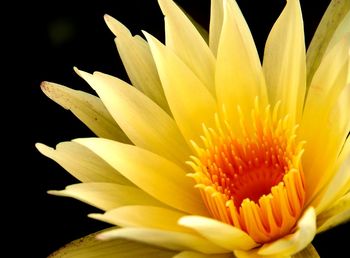 Close-up of yellow flower blooming outdoors