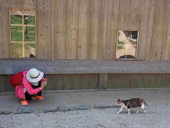 Full length of cat sitting in park