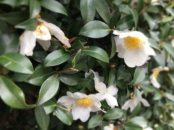 Close-up of white flowers blooming outdoors