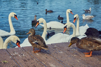 Flock of birds in lake