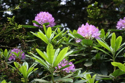 Close-up of purple flowers blooming outdoors