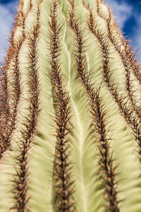 Close-up of cactus against blurred background