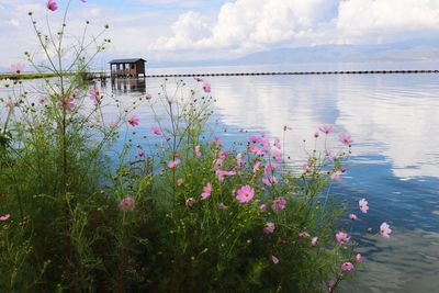 Flowering plants by lake against sky