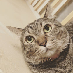 Close-up portrait of a cat