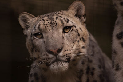 Close-up of a cat