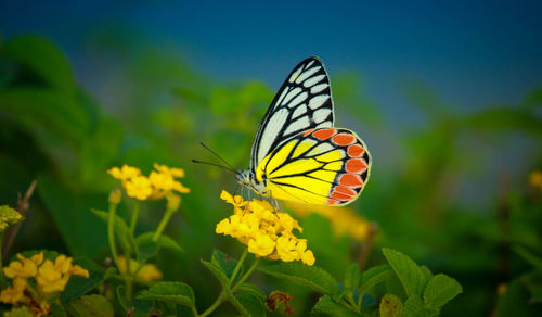 Close-up of butterfly pollinating on yellow flower