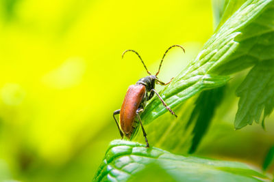 Close-up of insect on plant