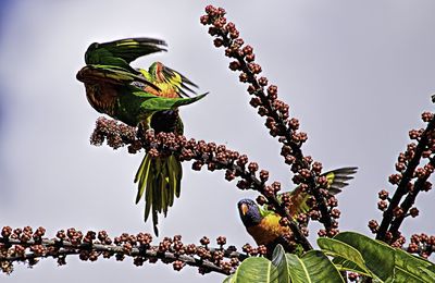 Low angle view of bird perching on tree