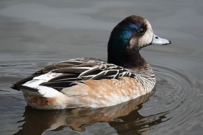 Close-up of duck swimming in lake