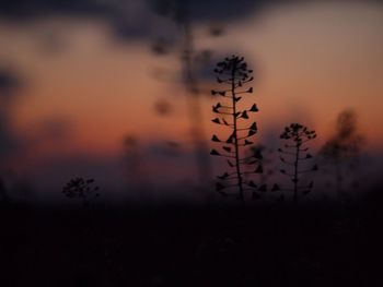 Close-up of plants against sky at sunset