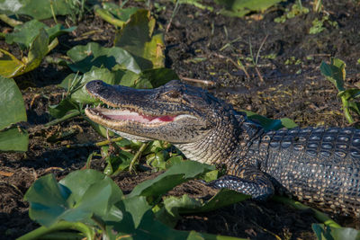 Close-up of crocodile on green leaves