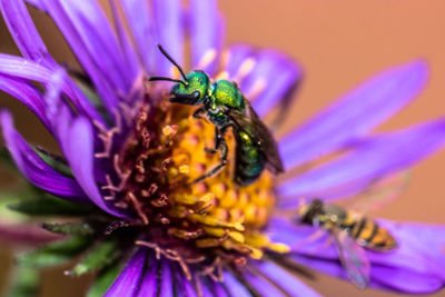 Close-up of bee on purple flower