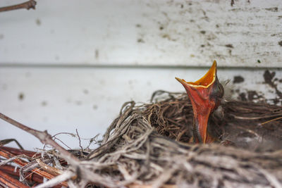 Close-up of a bird