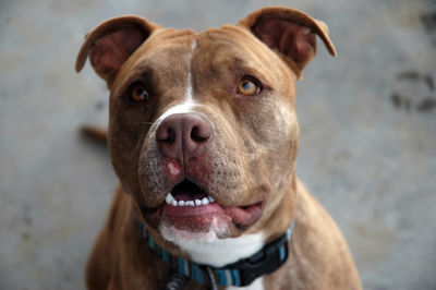 Close-up portrait of dog