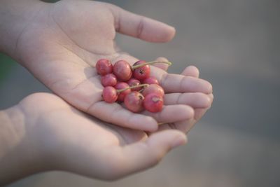 Close-up of hand holding berries