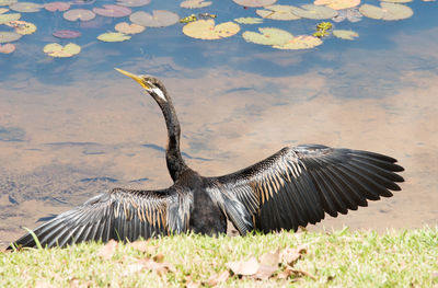 Bird flying over lake