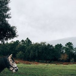 Dog relaxing on grassy field
