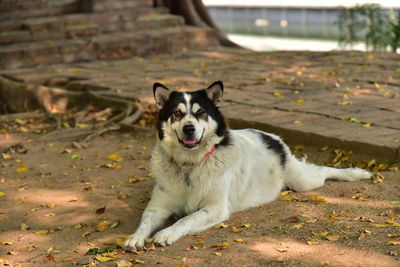 Portrait of dog sitting on land