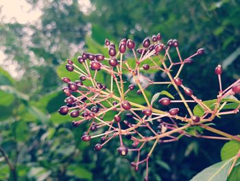 Close-up of red berries growing on tree