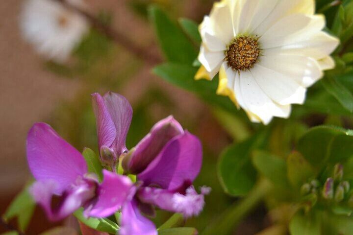 flower, petal, freshness, flower head, fragility, growth, beauty in nature, close-up, pollen, focus on foreground, blooming, nature, plant, in bloom, stamen, selective focus, day, white color, park - man made space, outdoors